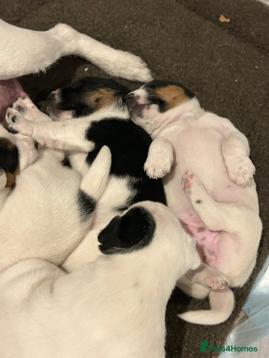 Jack Russell dogs for sale: 3 Lovely jack Russel girls - Image 2