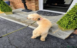 Miniature Poodle dogs for sale: MINIATURE-TOY POODLE PUPPIES AVAILABLE  - Image 10