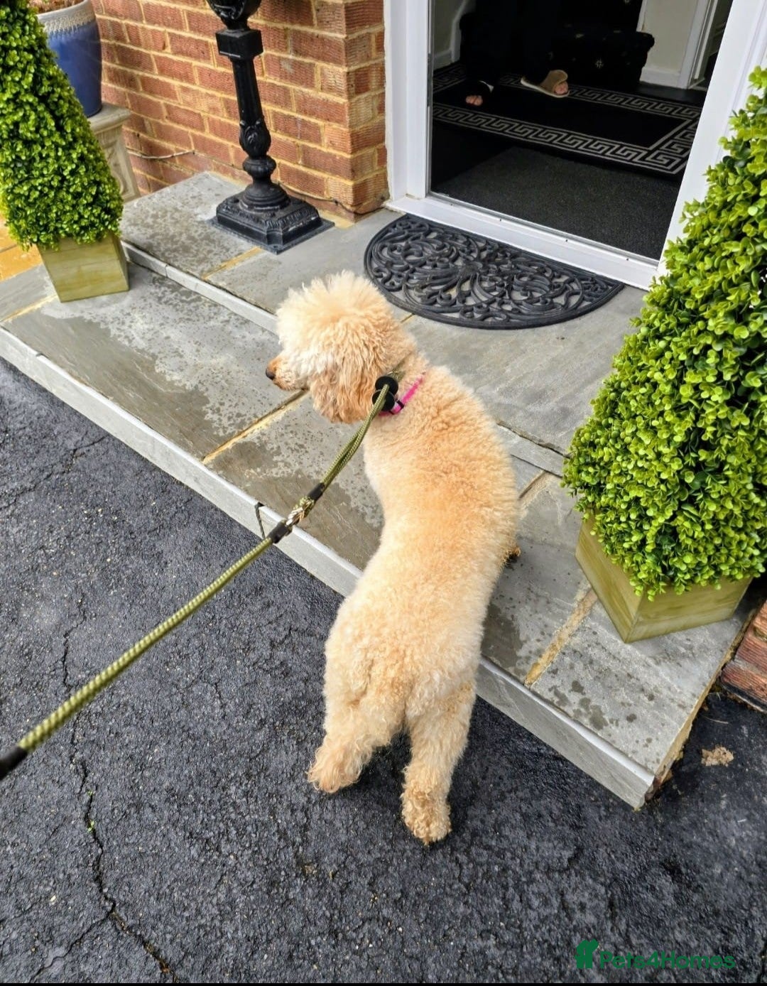 Miniature Poodle dogs for sale: MINIATURE-TOY POODLE PUPPIES AVAILABLE  - Image 10