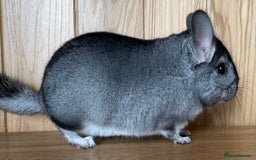 Chinchilla rodents for sale: Rituals Chinchillas proudly offers for sale  - Image 8
