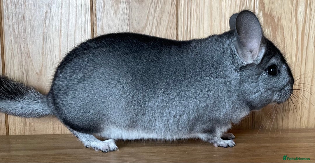 Chinchilla rodents for sale: Rituals Chinchillas proudly offers for sale  - Image 8