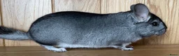 Chinchilla rodents for sale: Rituals Chinchillas proudly offers for sale  - Advert 6
