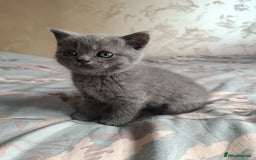 Scottish Fold cats for sale: Adorable Scottish fold x BSH kittens ready soon! - Image 8