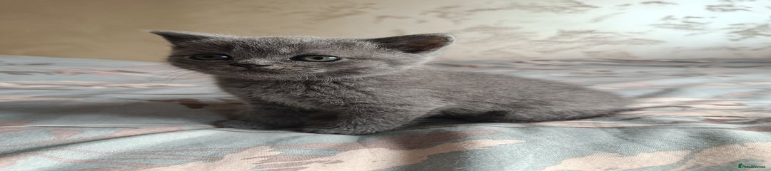 Scottish straight Kitten 1