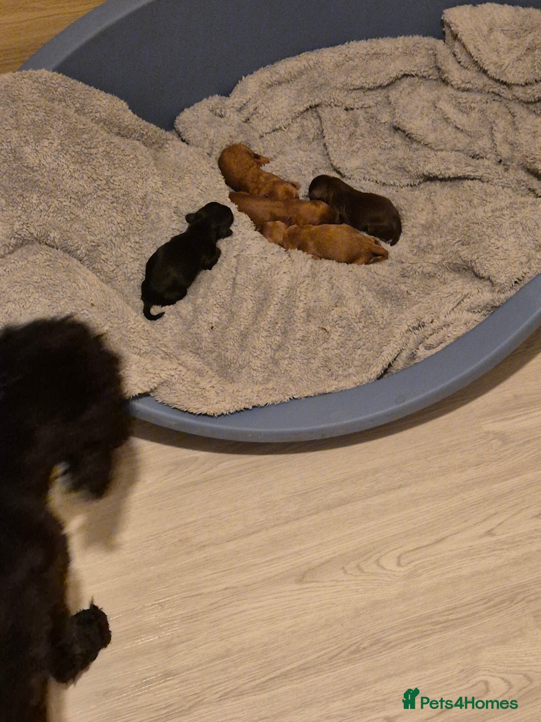 Cockapoo dogs for sale: F2 cockerpoo puppies  - Image 1
