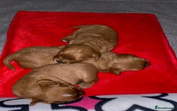 Cavapoo dogs for sale: Beautiful Cavapoo Puppies  - Image 4