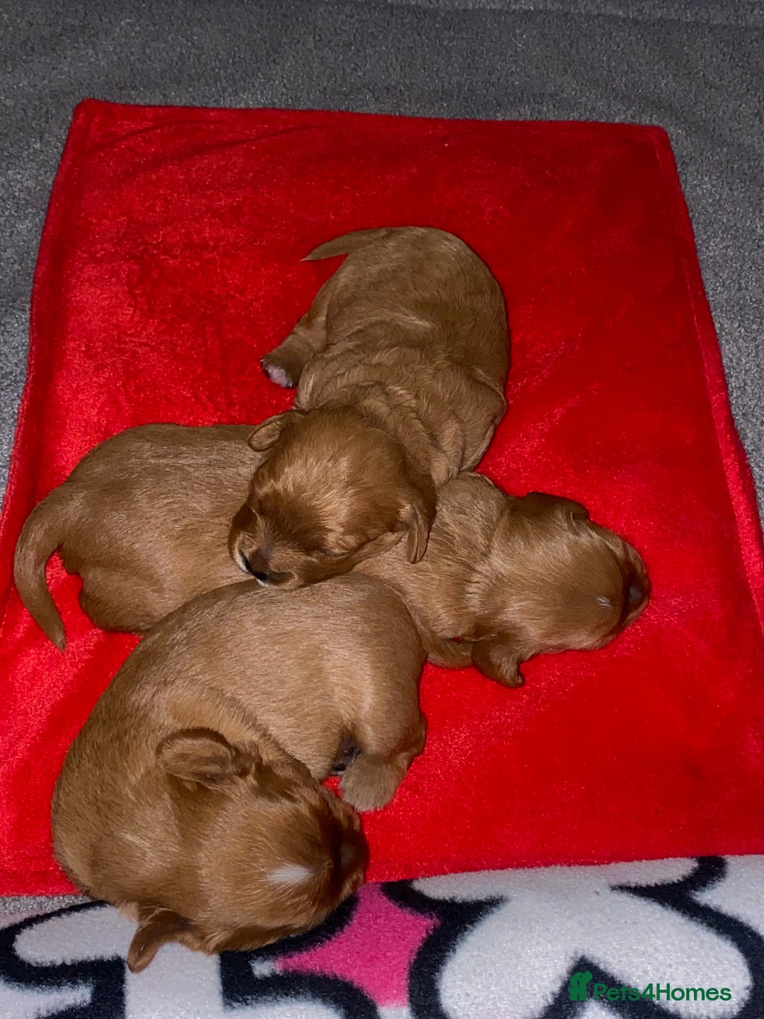 Cavapoo dogs for sale: Beautiful Cavapoo Puppies  - Image 4