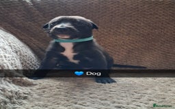 Mixed Breed dogs for sale: 5 lovely Lurchers  - Image 13