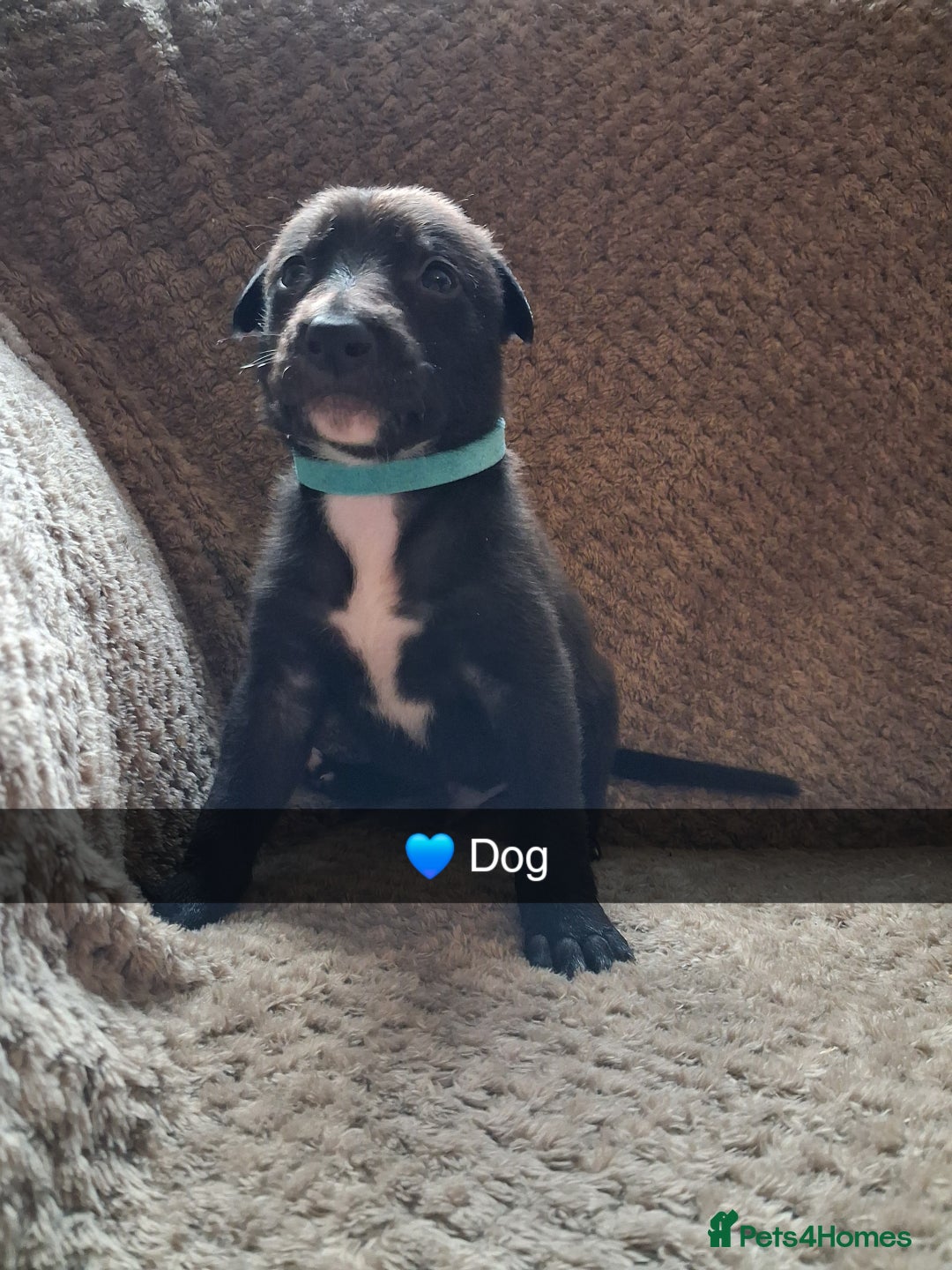 Mixed Breed dogs for sale: 5 lovely Lurchers  - Image 13