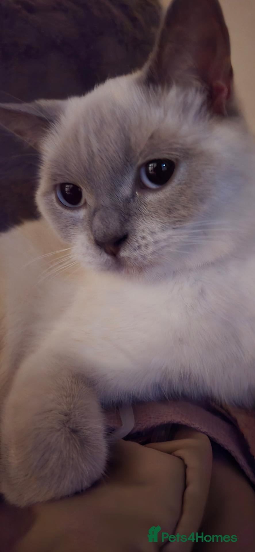 British Shorthair cats The Sweetest Family Cat- Absolutely Loves Children - Advert 2