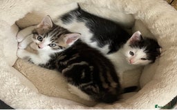 Mixed Breed cats for sale: Kittens - Mid Wales- £25 - Image 2