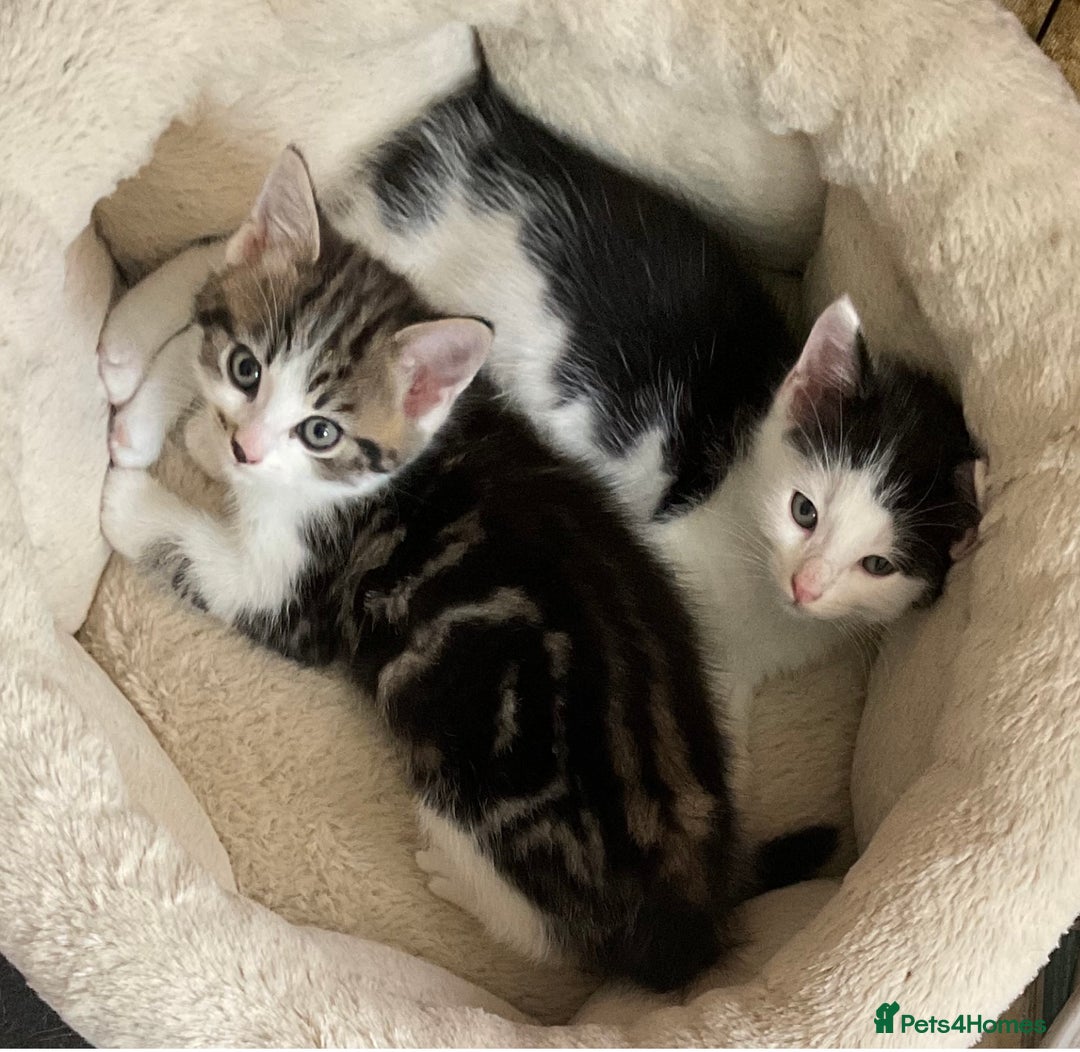 Mixed Breed cats for sale: Kittens - Mid Wales- £25 - Image 2