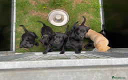 Labrador Retriever dogs for sale: Labrador pups for sale - Image 3