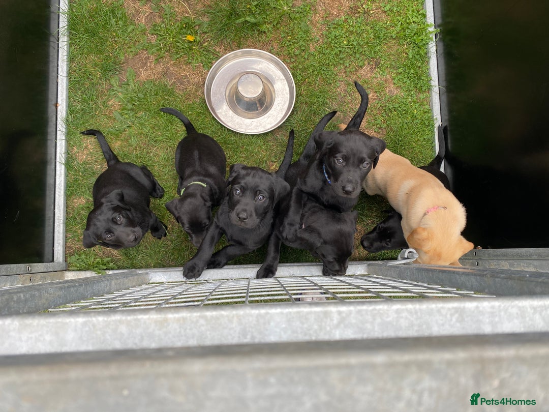 Labrador Retriever dogs for sale: Labrador pups for sale - Image 3