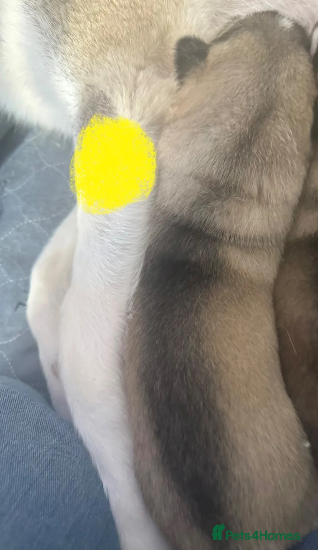 Siberian Husky dogs for sale: Siberian husky  in Corby - Advert 2