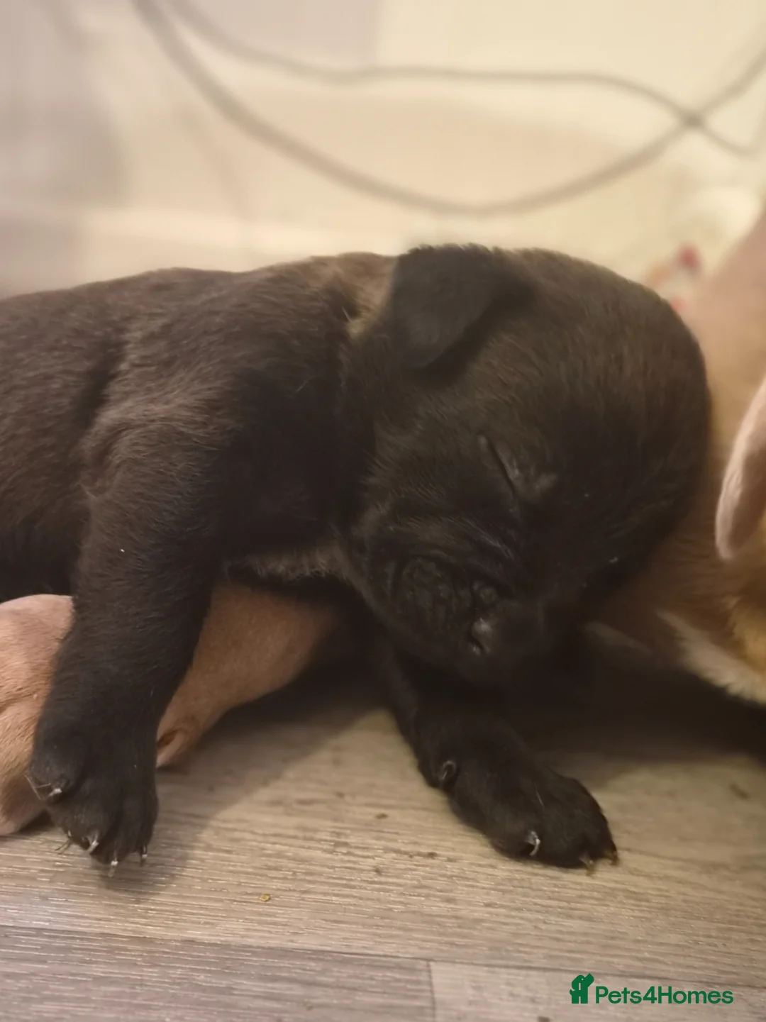 Mixed Breed dogs for sale: Bull herders  - Advert 2