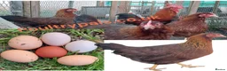 Chickens poultry for sale: Chicks Chickens Cockerels Hatching Eggs pure breed - Advert 14