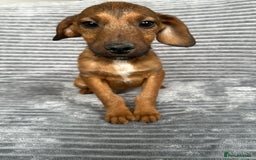 Mixed Breed dogs for sale: Adorable spaniel cross babies - Image 6