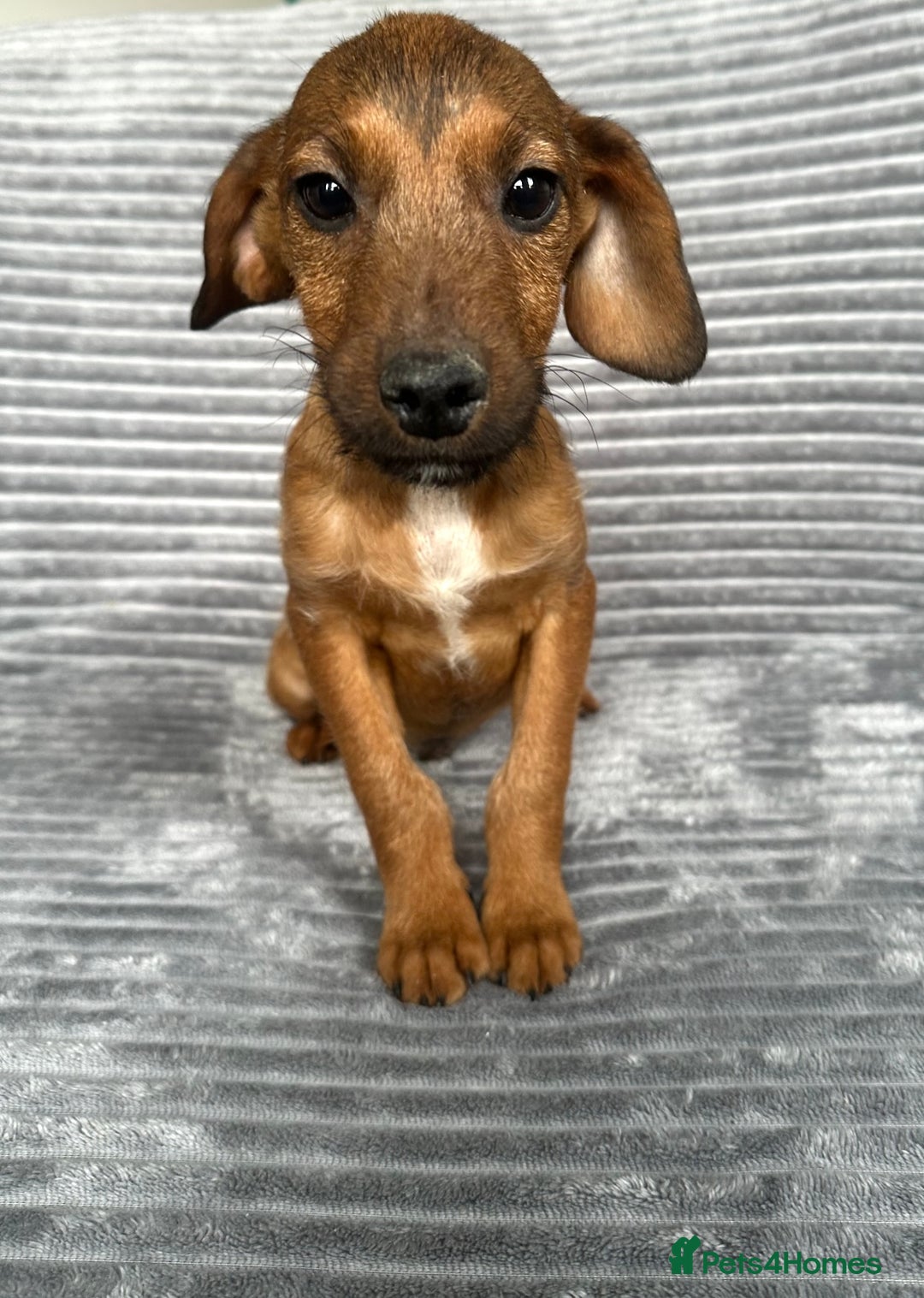 Mixed Breed dogs for sale: Adorable spaniel cross babies - Image 6