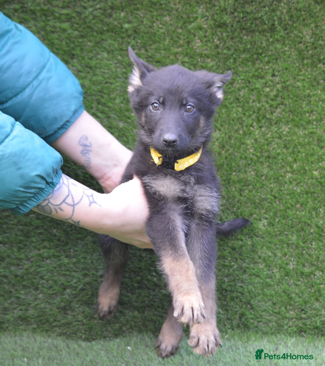 German Shepherd dogs for sale: KC Registered Working Line German Shepherd Puppies - Advert 16