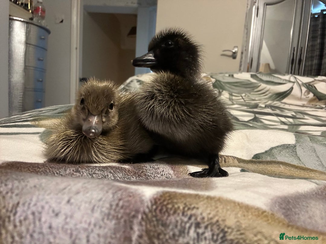 Ducks poultry for sale: Runner ducklings ducks Indian runner  - Image 1