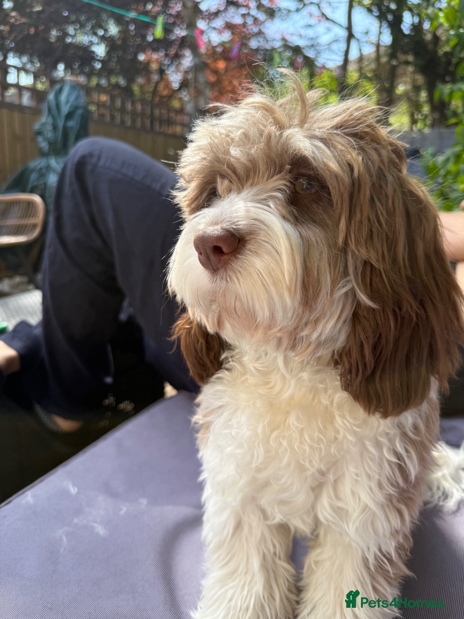 Miniature Poodle dogs Wanted: Chocolate Miniature Poodle for stud - Advert 1