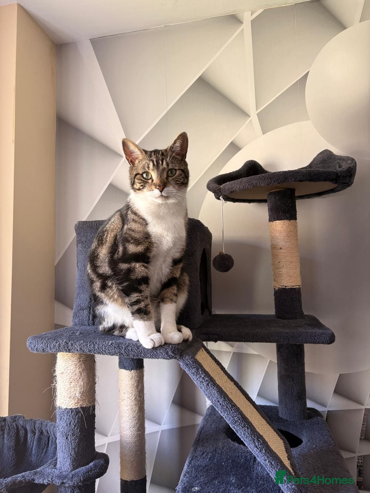 Domestic Shorthair cats Gizmo looking for a new home  - Advert 7