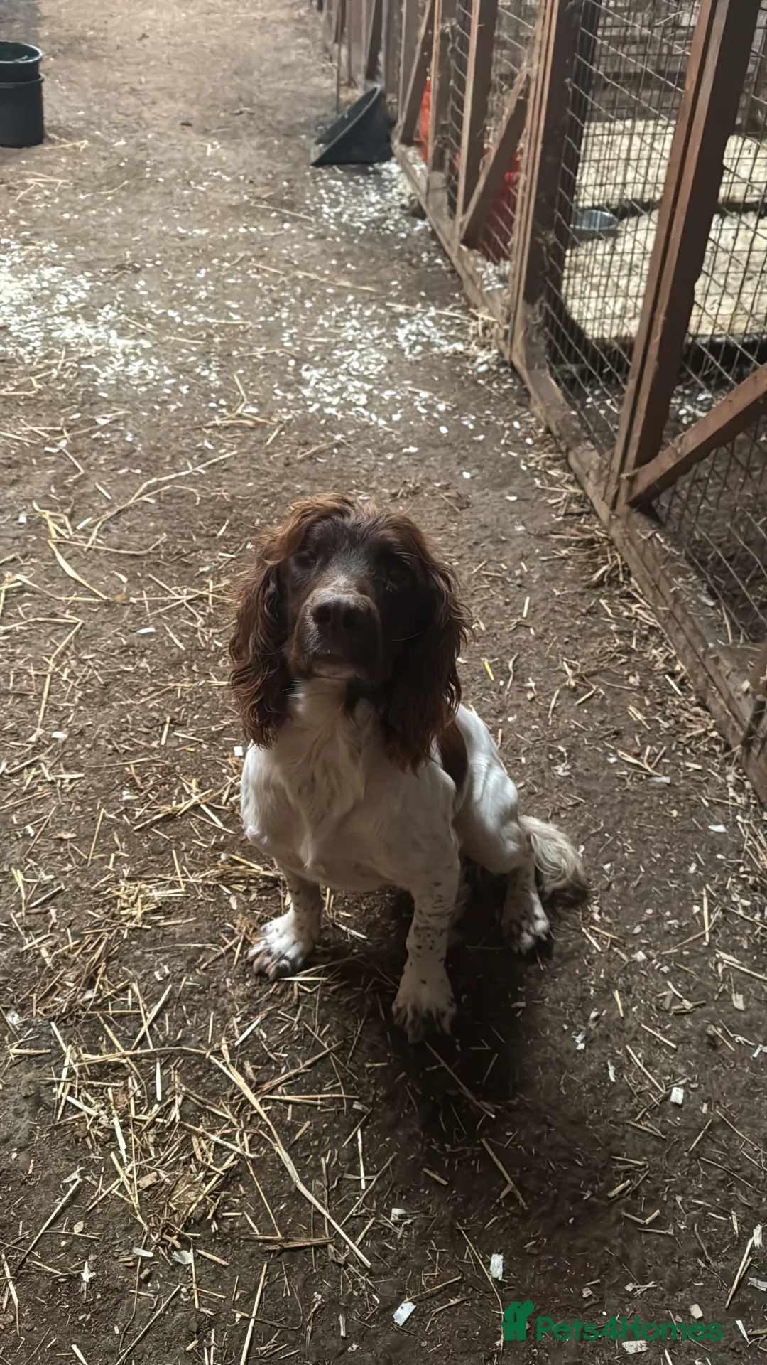 English Springer Spaniel dogs for sale: Springer Spaniel Puppies - Advert 16