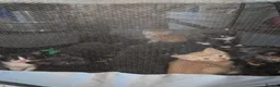 Mixed Breed cats for sale: Playful Kittens Ready for Loving Homes in Milton Keynes - Advert 12