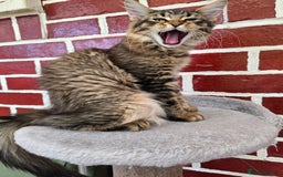 Maine Coon cats for sale: One girl left 💙  - Image 16