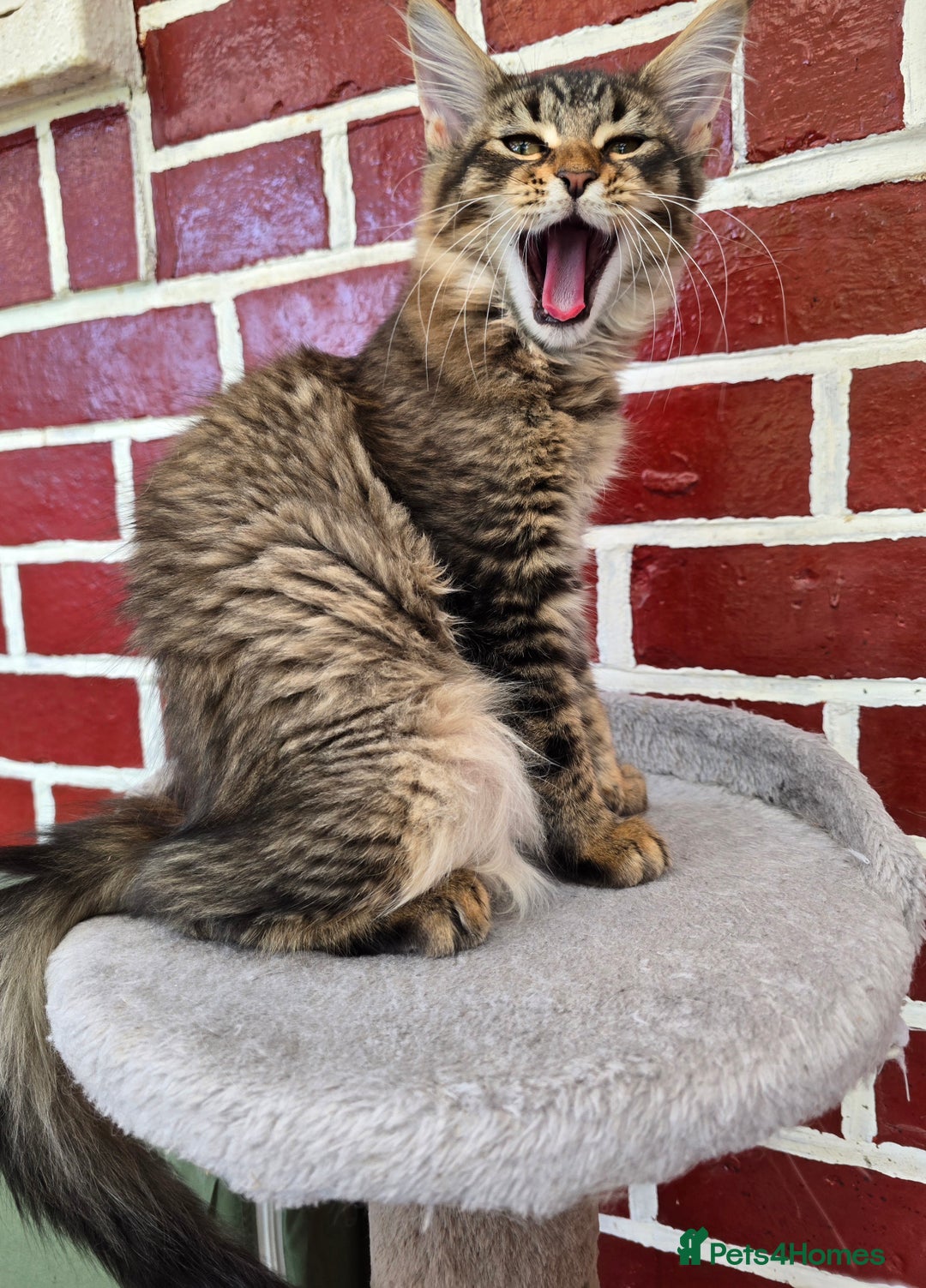 Maine Coon cats for sale: One girl left 💙  - Image 16
