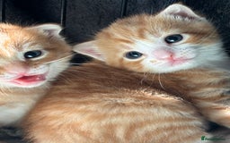 Domestic Shorthair cats for sale: 4 beautiful kittens  - Image 8