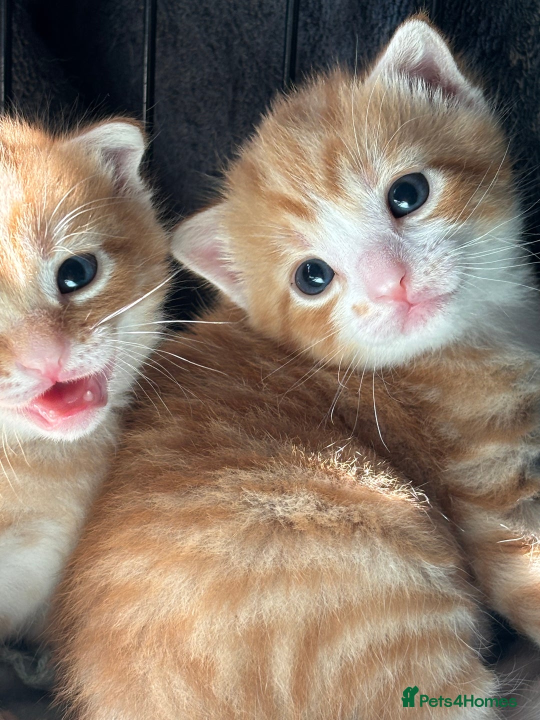 Domestic Shorthair cats for sale: 4 beautiful kittens  - Image 8