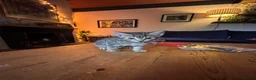 Mixed Breed cats for sale: Adorable kittens in Chesham - Advert 4