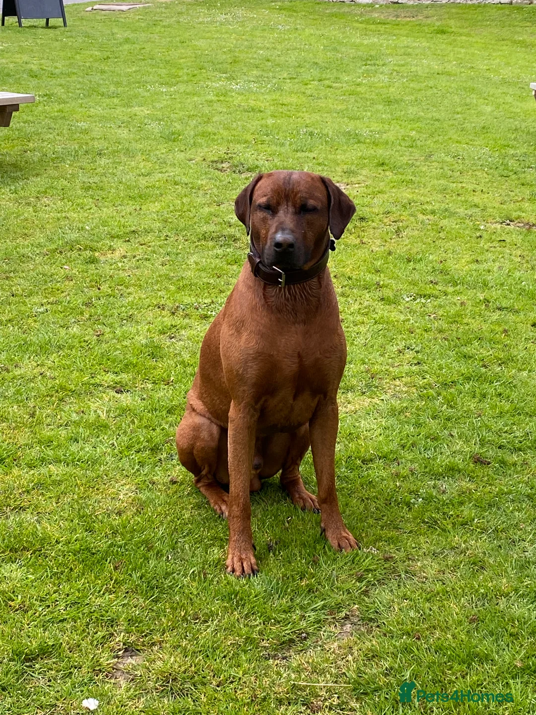 Rhodesian Ridgeback dogs for stud: (Our Duke) in Leominster - Advert 10