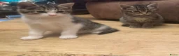 Bengal cats for sale: 3 very playful kittens for sale - Advert 6