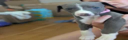 Whippet dogs for sale: Gorgeous KC registered whippet pups in Port Talbot - Advert 5