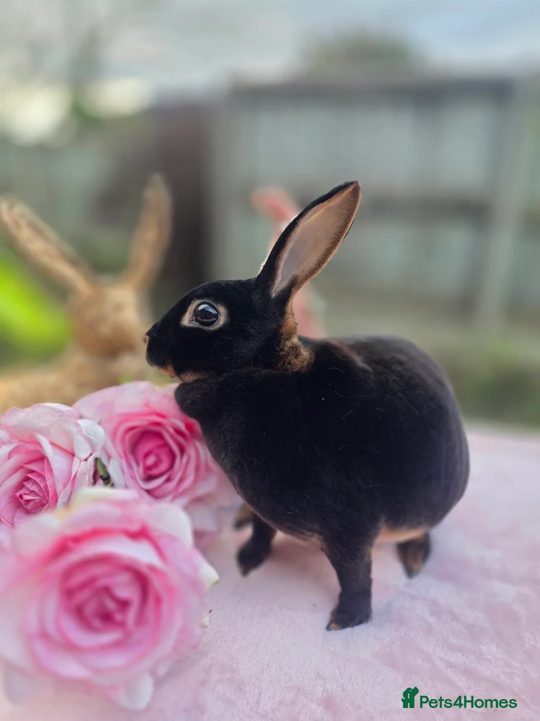 Rex rabbits for sale: Mini Rex Doe  - Advert 1
