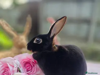 Rex rabbits Mini Rex Doe - Advert 1