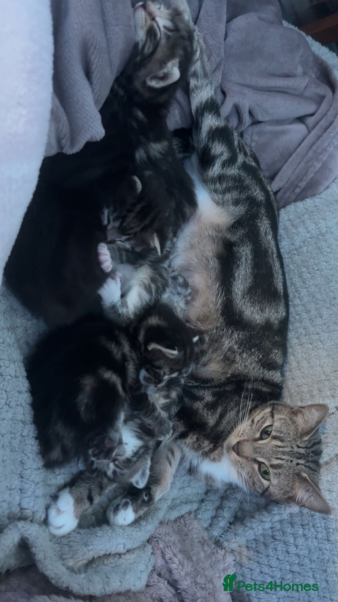Mixed Breed cats 10 Mixed breed tabby kittens  - Advert 1