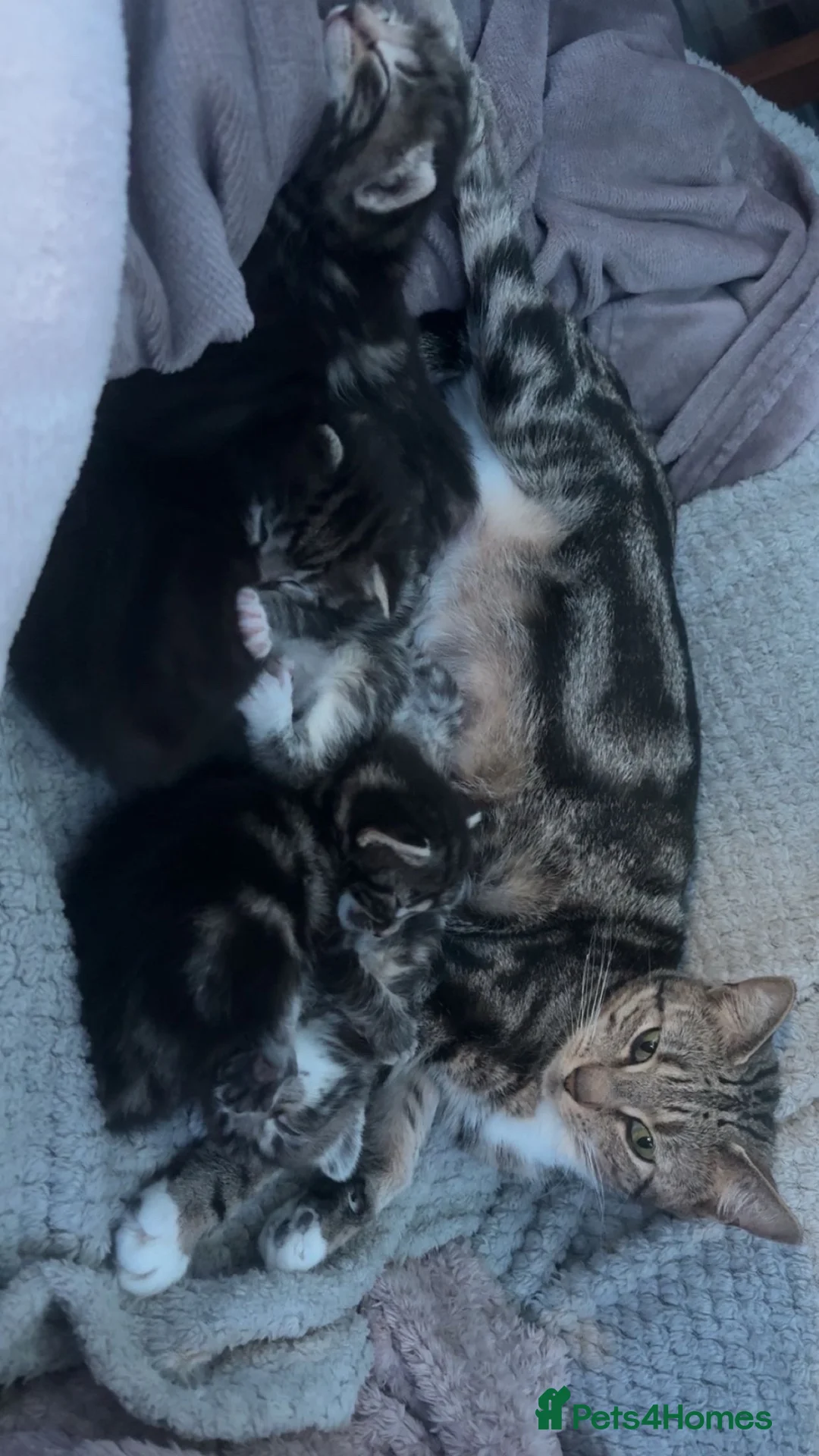 Mixed Breed cats for sale: 10 Mixed breed tabby kittens  - Advert 1