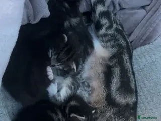 Mixed Breed cats 10 Mixed breed tabby kittens - Advert 1