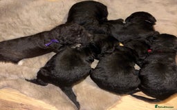 Mixed Breed dogs for sale: 3/4 bedlington  - Image 5