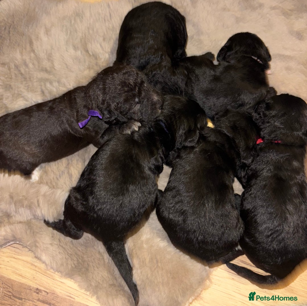 Mixed Breed dogs for sale: 3/4 bedlington  - Image 5