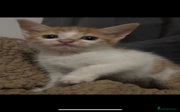 Mixed Breed cats for sale: Ginger kittens, tri colour calico black and white  - Advert 5