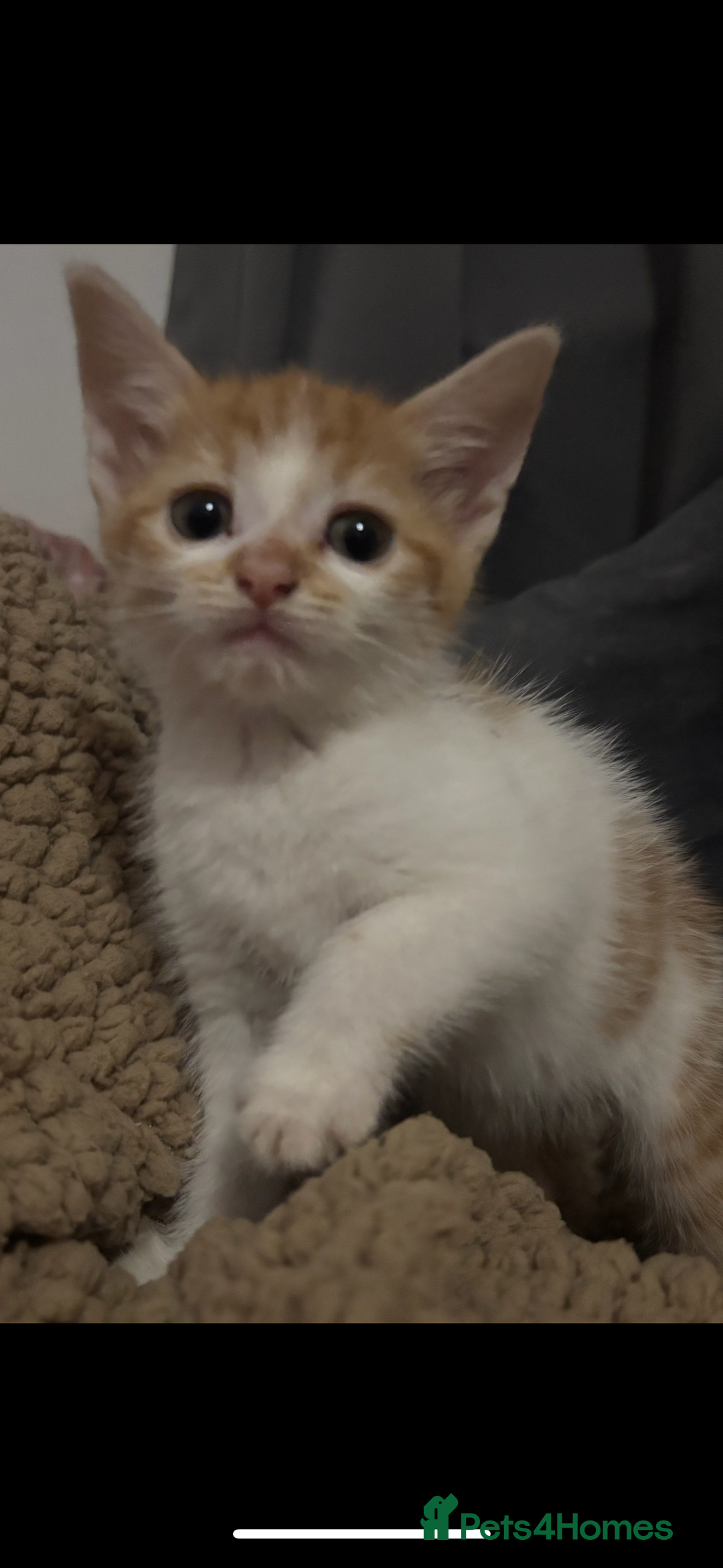 Mixed Breed cats for sale: Ginger kittens, tri colour calico black and white  - Advert 5