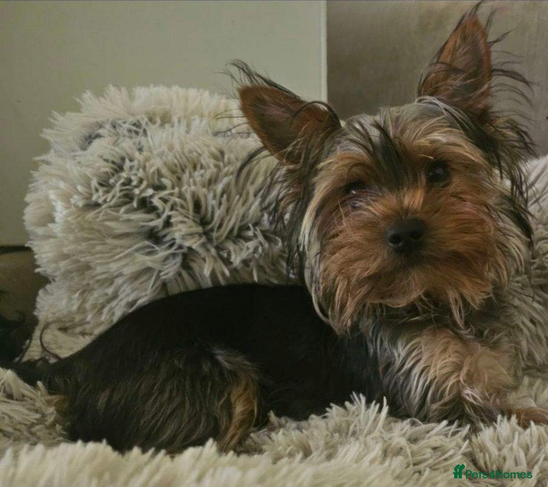 Yorkshire Terrier dogs for sale: YORKSHIRE TERRIER PUPS - Image 3