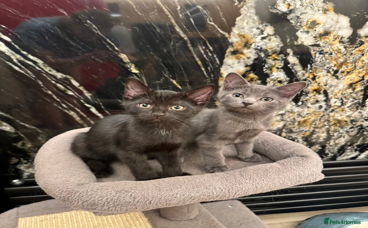 Mixed Breed cats - Advert 3