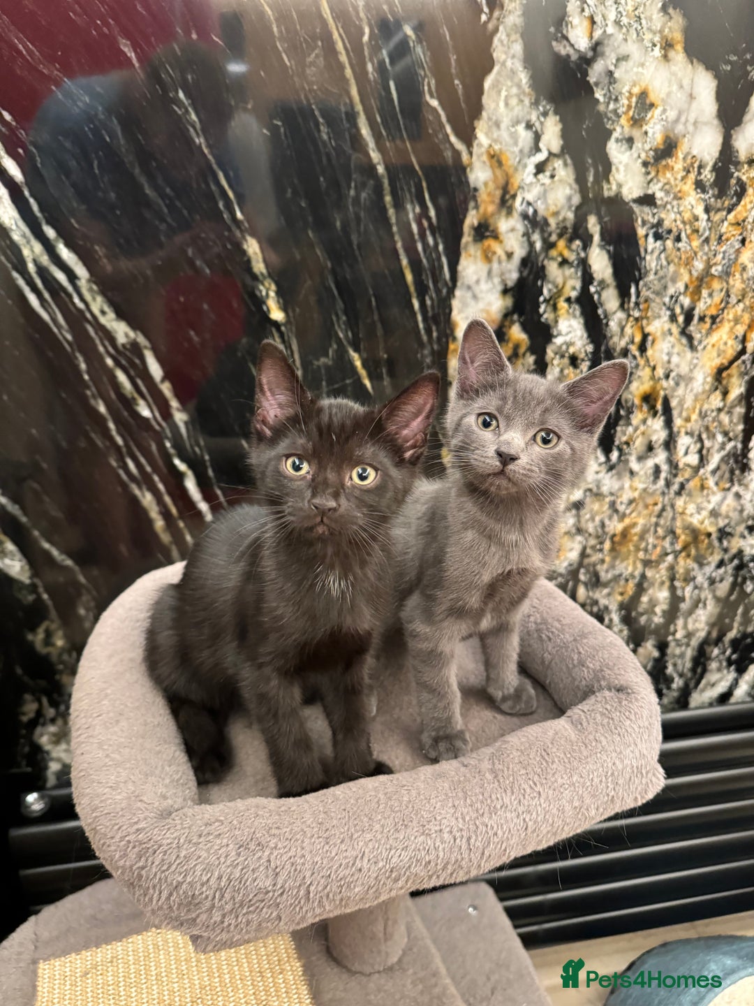 Mixed Breed cats for sale: Little fluffy ones are looking for loving owners! - Image 1
