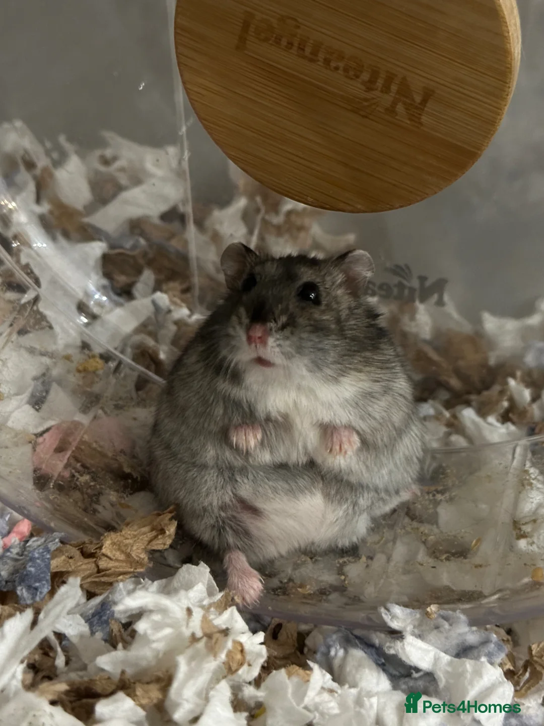 Hamster rodents for sale: Dwarf screaming hamster with cage - Advert 1